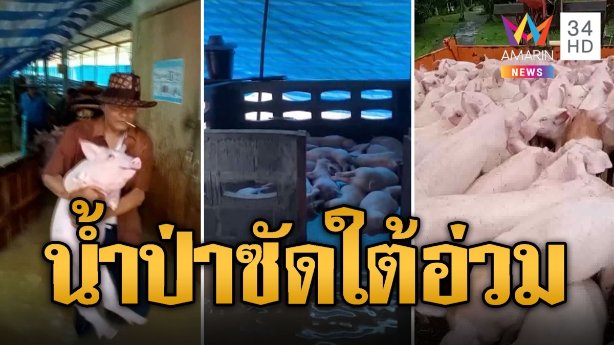 น้ำป่าหลากพัทลุง ท่วมคอกหมูย้ายไม่ทันตายกว่า 40 ตัว