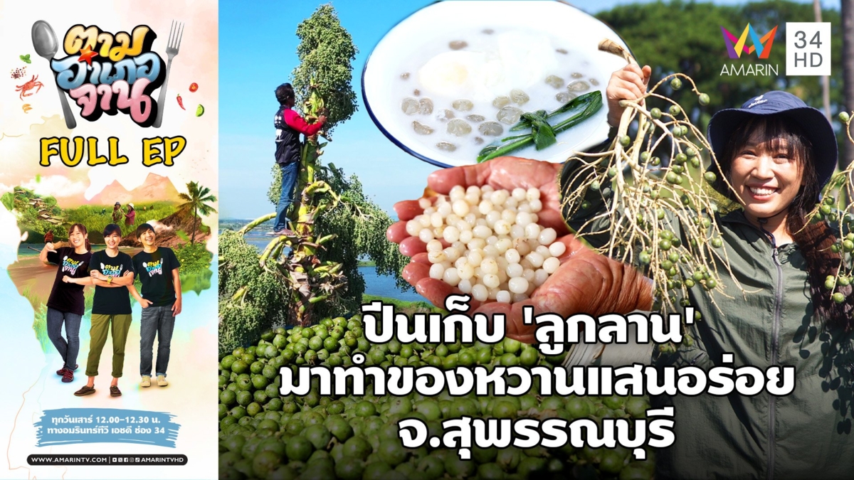 ต้นสู๊งสูง! ปีนเก็บ 'ลูกลาน' ทำของหวานแสนอร่อย จ.สุพรรณบุรี