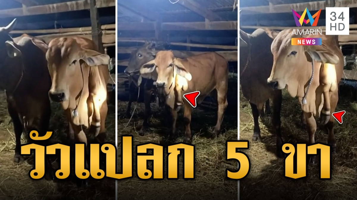 ฮือฮา เจ้านำโชค วัวแปลก 5 ขา คอหวยแห่ส่องเลขเด็ด