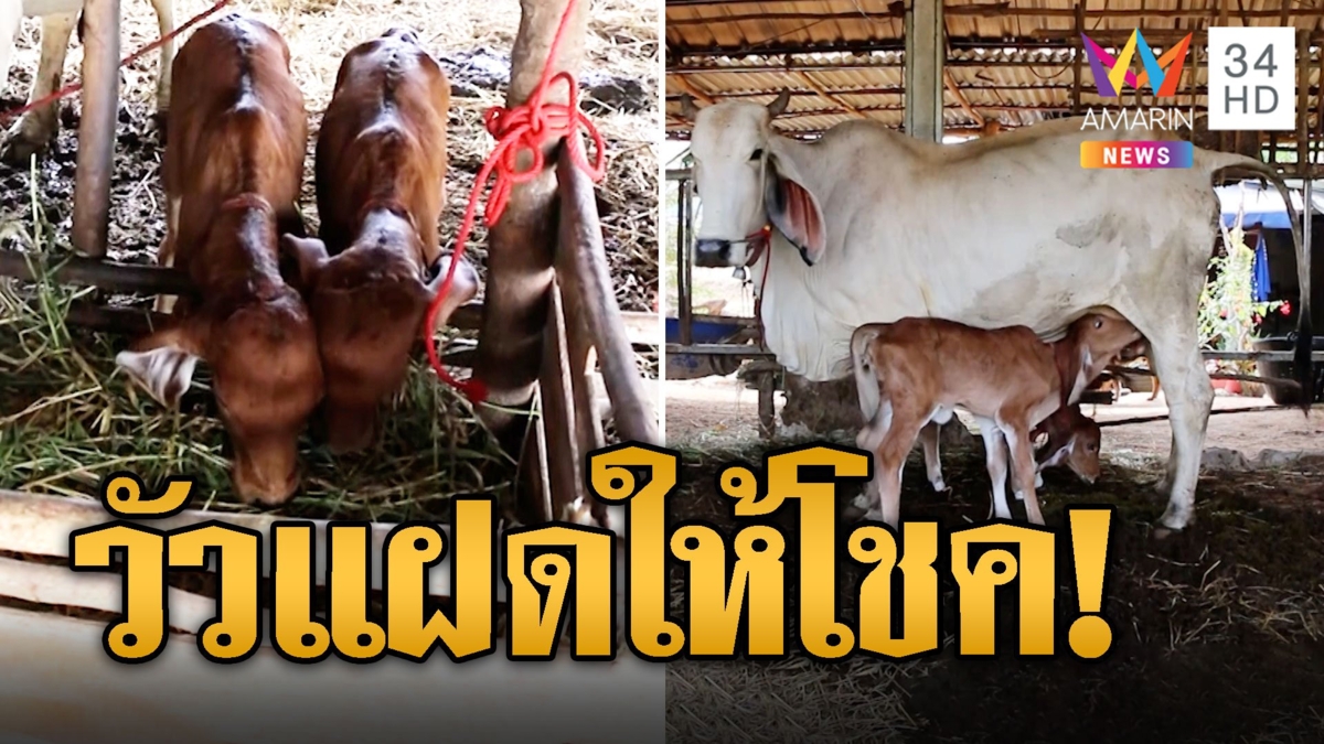 เหมือนกันเด๊ะ! บุญค้ำ บุญชู วัวแฝด หน้าตาเหมือนกันเป๊ะ ท้องแรกตกลูก 2 ตัว