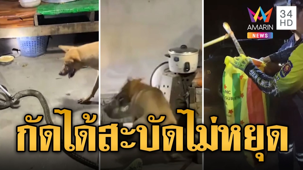 ลำไยหมาใจกล้า! สู้งูสิงดงซุกครัว กัดสะบัดจนนิ่ง