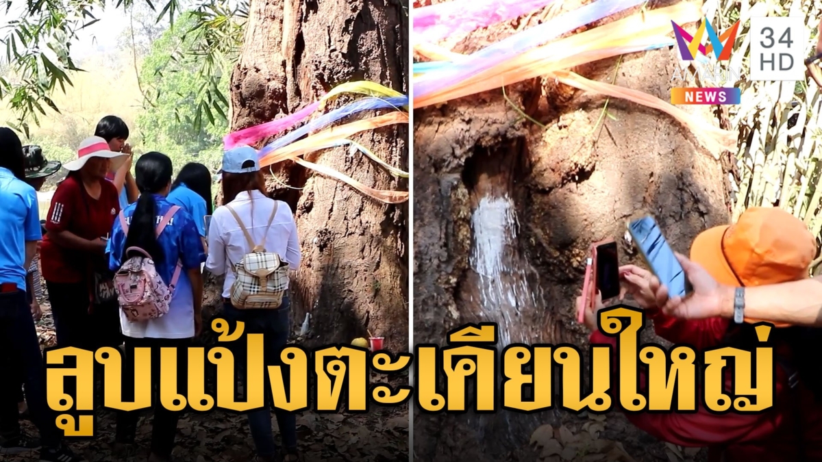 ยังไม่ตาย! ชี้เป้าต้นตะเคียนใหญ่ 100 ปี คอหวยแห่ลูบแป้งอื้อ