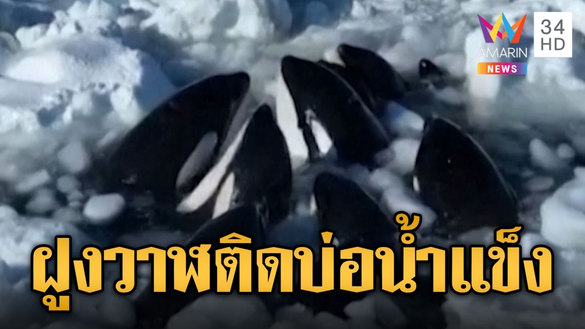 วาฬเพชฌฆาต ติดธารน้ำแข็ง หวั่นขาดใจตายทั้งฝูง