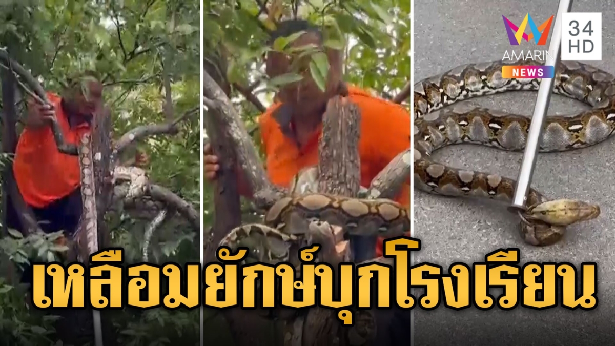 ครู-นร.แตกตื่น! งูเหลือมยักษ์บุกโรงเรียน เลื้อยซุกต้นไม้