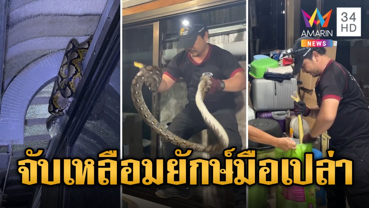 ระทึก! ทีมอสรพิษใจเด็ด จับเหลือมยักษ์ 3 เมตรมือเปล่า