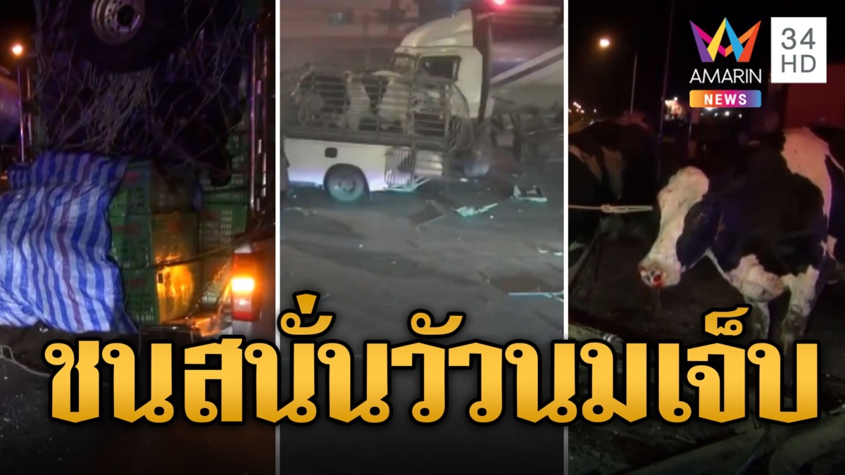 พ่วงฝ่าไฟแดง พุ่งชนกระบะขน 3 คันรวด วัวนมเจ็บอื้อ