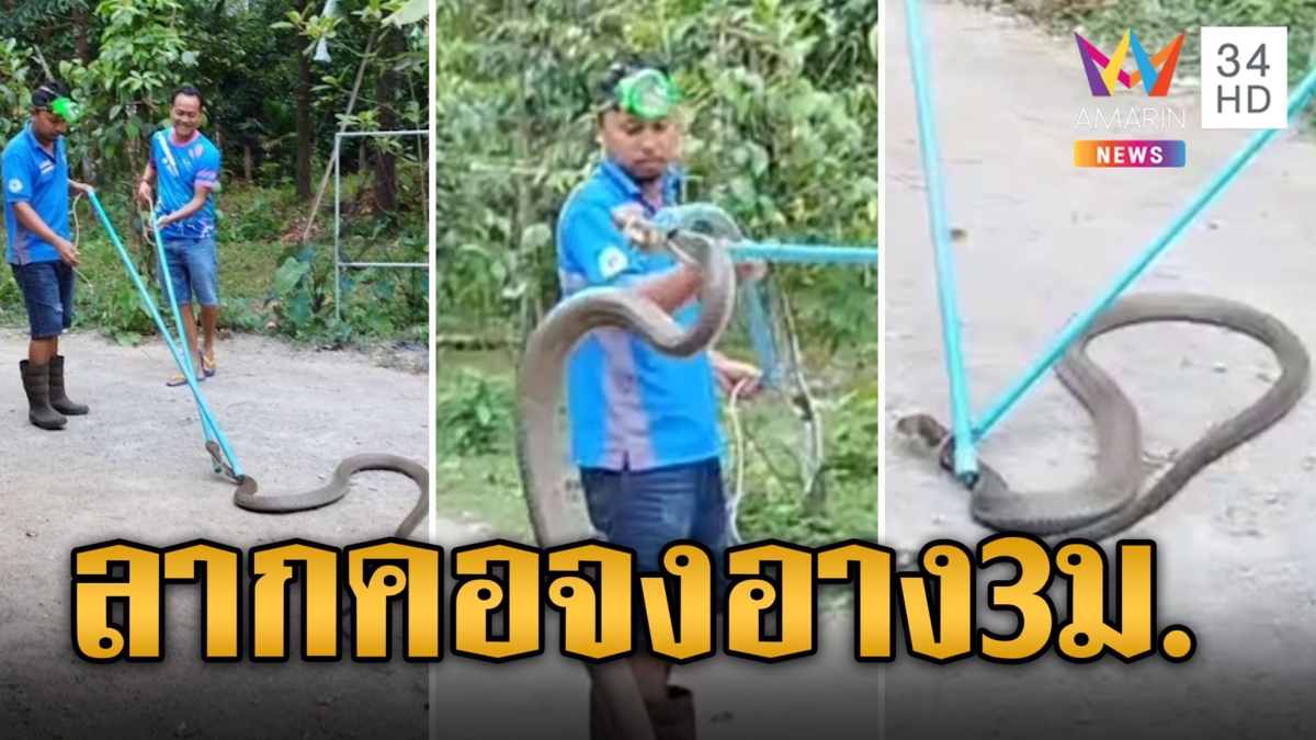 ลากคออุตลุด! จงอางยาว 3 เมตรหนีซุกหน้าบ้าน