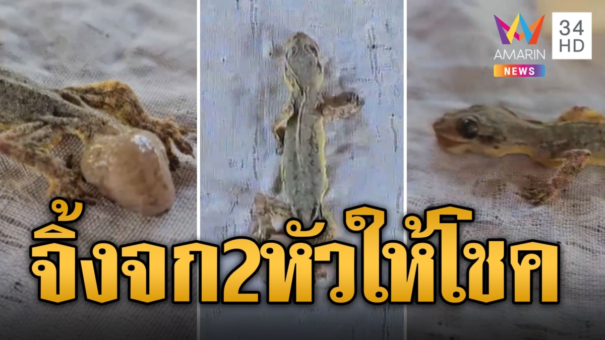 จิ้งจกแปลก มี 2 หัว เชื่อมาให้โชค