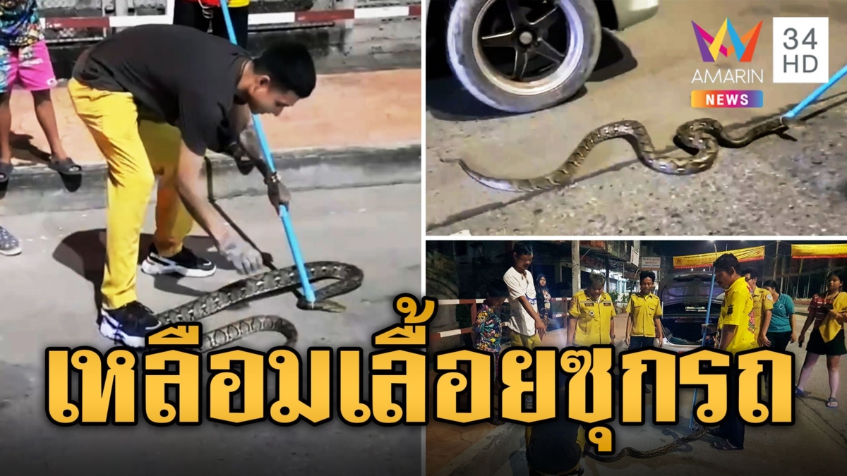 หนุ่มปวดฉี่หนักจอดกระบะข้างทาง งูเหลือมยาว 3 เมตรเลื้อยซุกรถ แห่ส่องทะเบียน