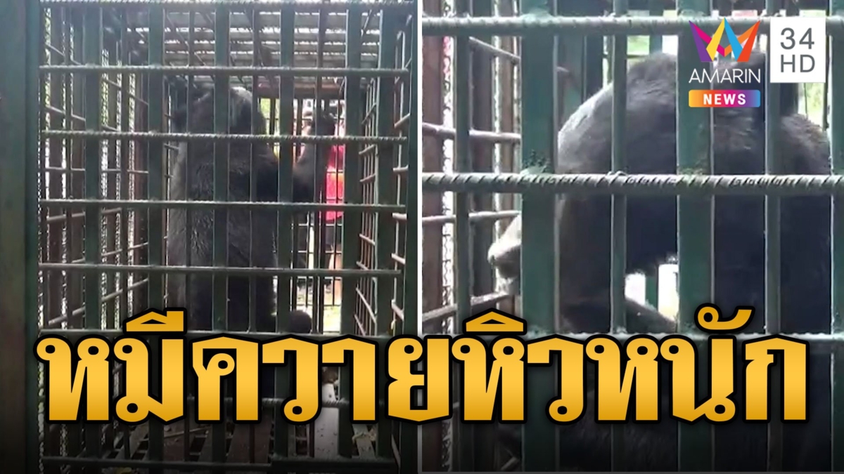 จับแล้ว! หมีควายบุกสวนขนุนกินเกลี้ยง จนท.ดักสำเร็จปล่อยคืนเขาใหญ่
