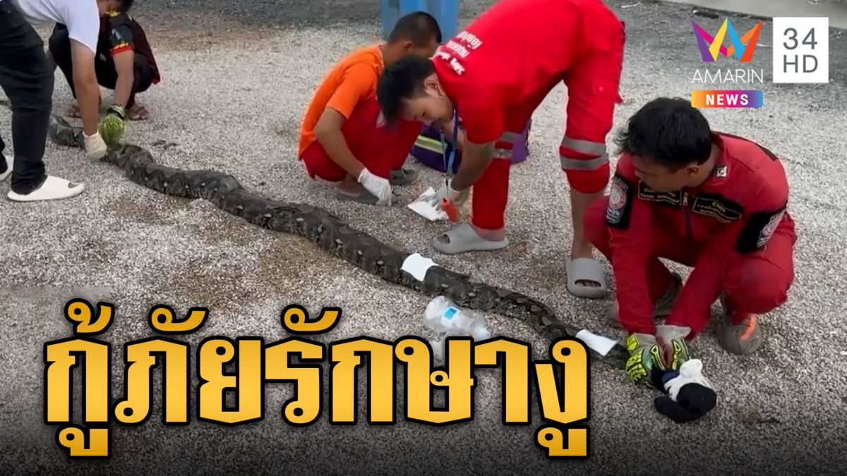ผงะ! เจองูเหลือมตัวใหญ่ 4 เมตร ซุกโพรงมะพร้าว กู้ภัยลุยจับรักษาแผลโดนใบพัดตัดหญ้า