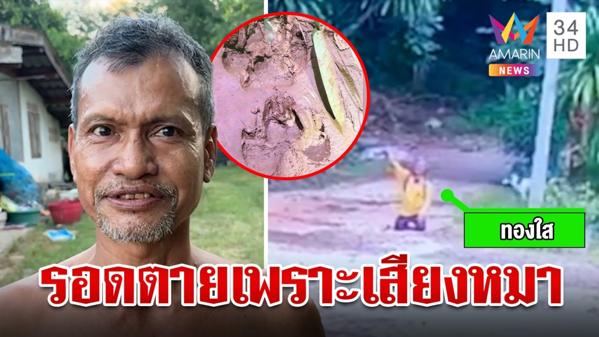 เฒ่าเข้าป่าหาเห็ดหลง 2 วันเพราะเสือเดชะบุญวิ่งตามเสียงหมาช่วยรอดชีวิต