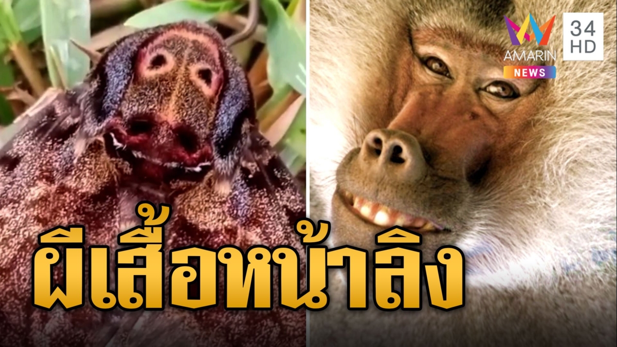 ฮือฮา! ผีเสื้อแปลก หน้าคล้ายลิงบาบูน