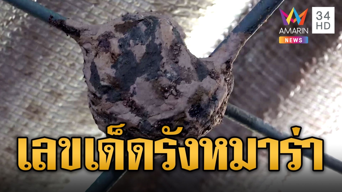 ฮือฮา หมาร่า ทำรังกลางบ้าน มองดีดีมีเลขเด็ด