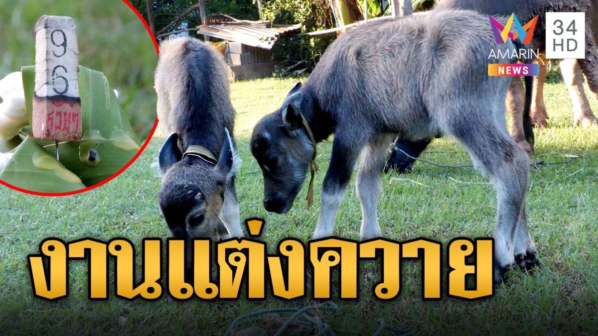 งานแต่งควายแฝด "บุญรอด-บุญเหลือ" แม่ควายร่วมงานด้วยผูกข้อไม้ข้อมือแก้เคล็ด