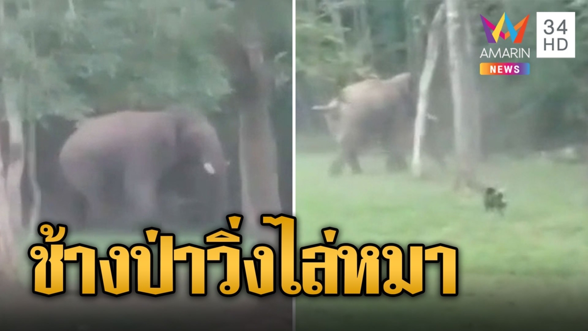 พลายเบี่ยง ช้างป่าแปดริ้ววิ่งฝุ่นตลบไล่หมา โมโหเห่าไล่ตอนหาของกิน