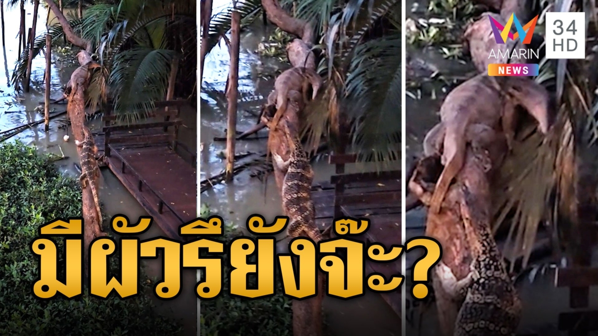 ตัวเหี้ยคลั่งรัก! ปีนหาตัวเมีย สุดท้ายโดนปฏิเสธ