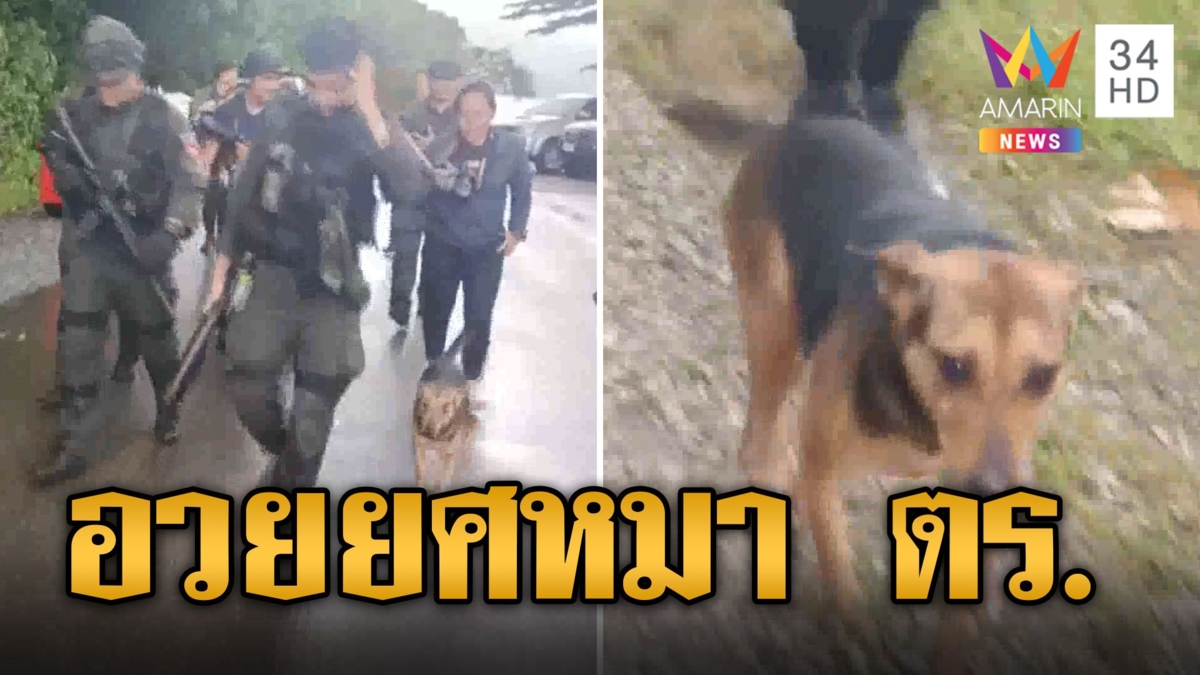 "เจ้าหมี" ได้อวยยศผันเป็นหมาตำรวจ วีรกรรมเคยเห่าช่วยเสี่ยแป้งจนหนีบนเขา คอมเมนต์สนั่นเชื่อแป้ง