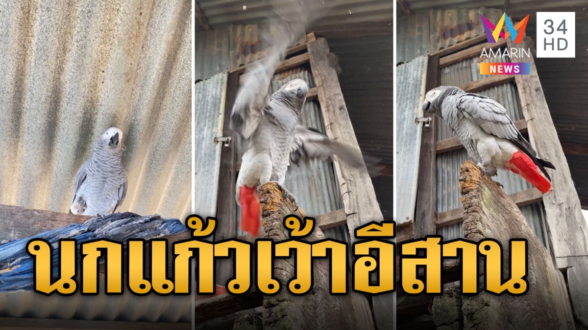 ฮือฮา! "เจ้ามารวย" นกแก้วแอฟริกาเว้าอีสาน เลียนเสียงริงโทนเหมือนเป๊ะ