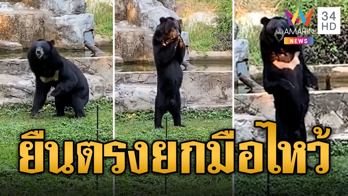 เห็นหมีไหม? นทท.แอบสงสัย ยืนตัวตรงยกมือไหว้ ตัวจริงหรือปลอม