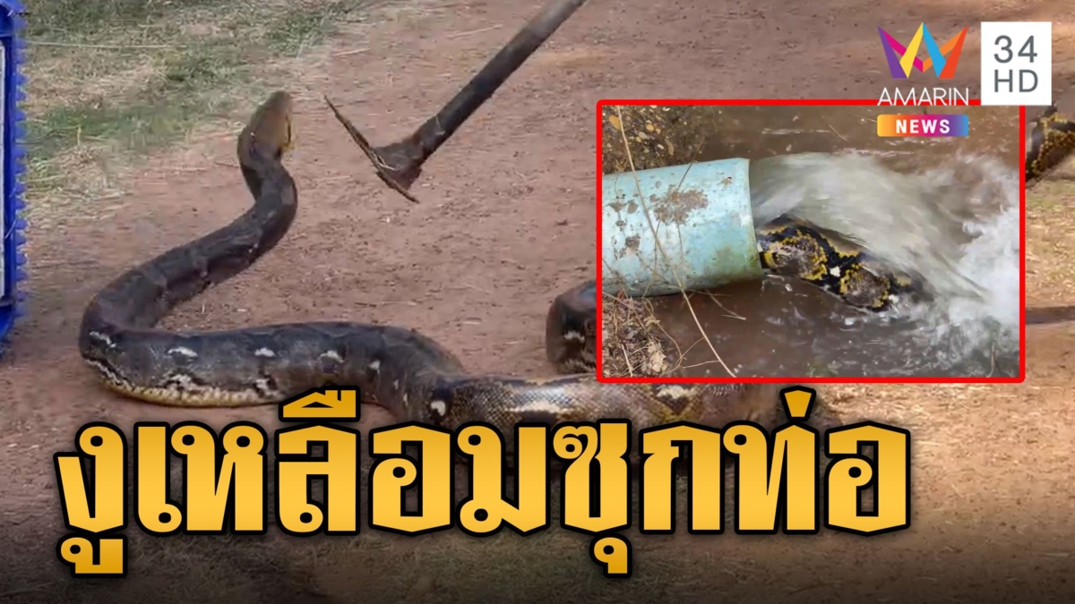 ลุงคาใจไก่หายบ่อย เปิดก๊อกน้ำ น้ำไหลเบา ช็อกงูเหลือมตัวใหญ่ซุกท่อน้ำ