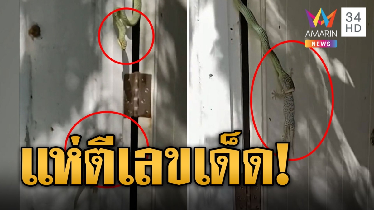 แห่ตีเลขเด็ด! งูเขียวกินตุ๊กแก