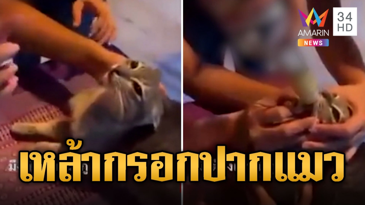ทาสเดือด! โซเชียลล่าสาวเอาเหล้ากรอกปากแมว