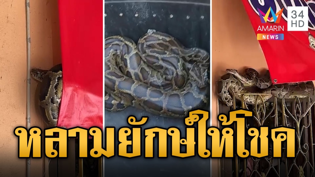 ฝันเห็นพ่อแม่เอาข้าวมาให้ รุ่งเช้างูหลามยักษ์เข้าบ้าน เชื่อมาให้โชค