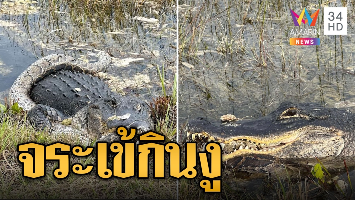 นึกว่าตายคู่ จระเข้ตีนเป็ดเขมือบงูหลามพม่า