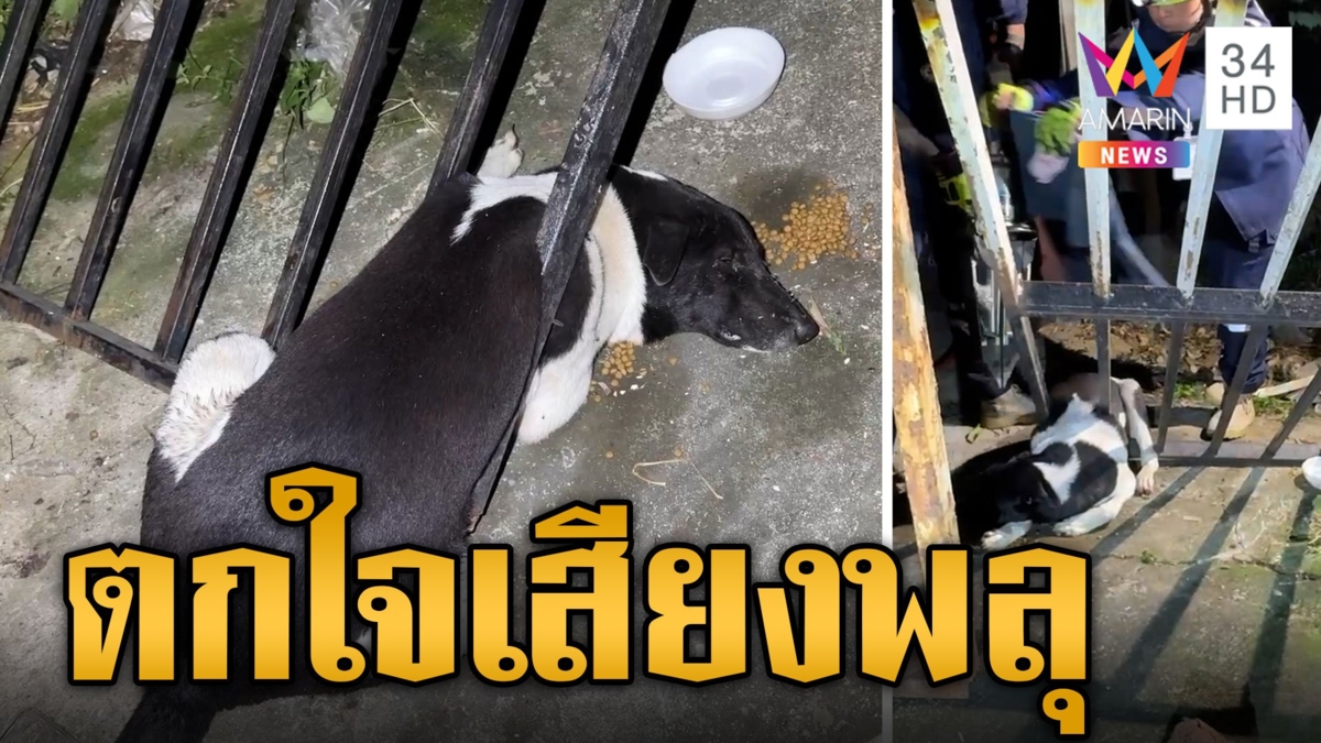 หมาตกใจเสียงพลุวิ่งเตลิดชนประตูรั้ว กู้ภัยต้องตัดเหล็กช่วยชีวิต