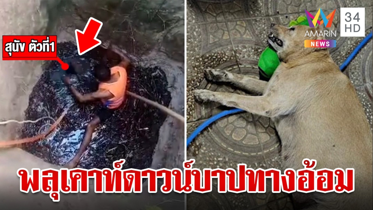 กู้ภัยฯ ช่วยน้องหมาตกใจเสียงพลุวิ่งเตลิดตกบ่อ อีกเคสปั้งเดียวตกใจช็อก