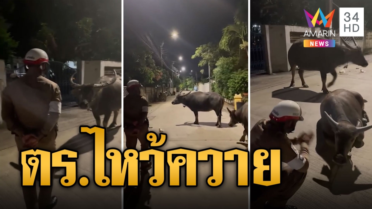 ตำรวจไหว้ควาย 2 ตัวขอหลบทางชาวบ้านไม่กล้าผ่าน ที่แท้เตลิดเสียงพลุ