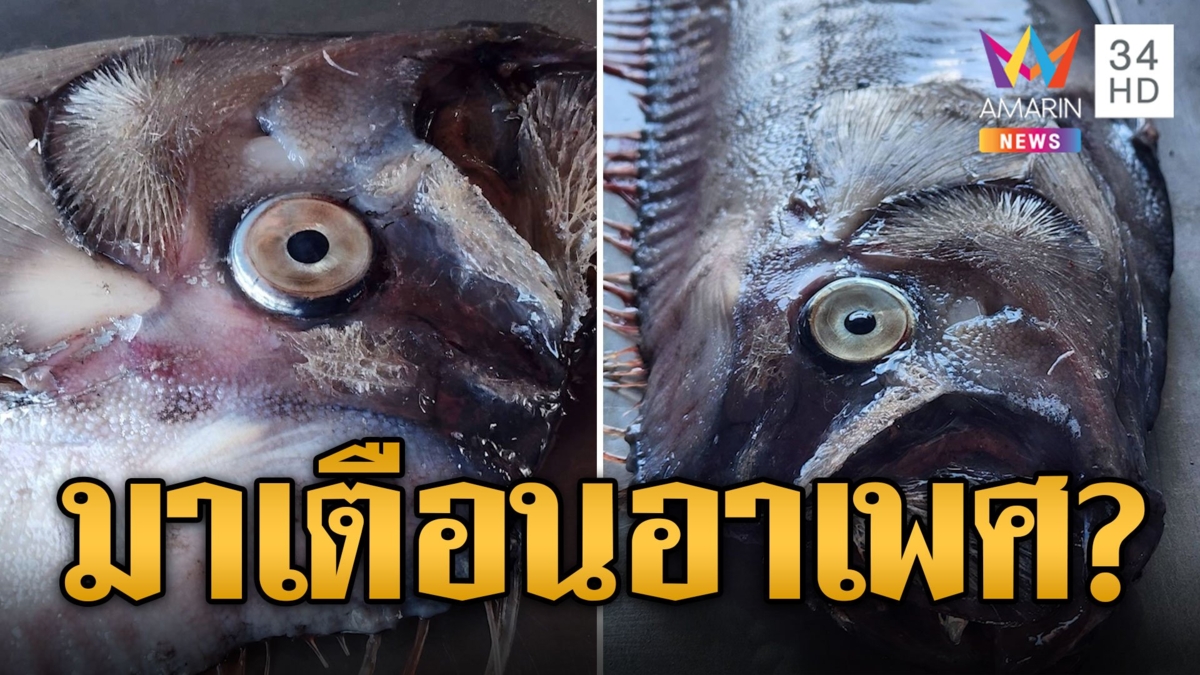 สัญญาณเตือน? ปลาพญานาคโผล่ทะเลไทย เชื่อจะเกิดอาเพศ