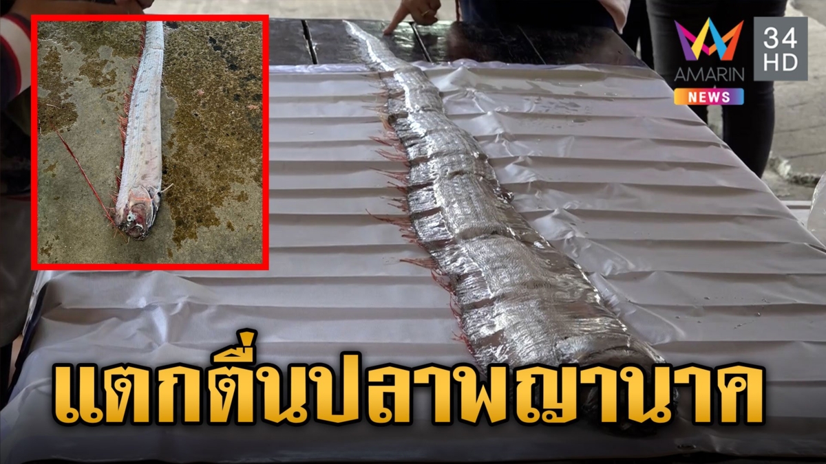 แตกตื่น! ปลาออร์ฟิช หรือปลาพญานาค โผล่ไทยหวั่นเกิดภัยพิบัติ