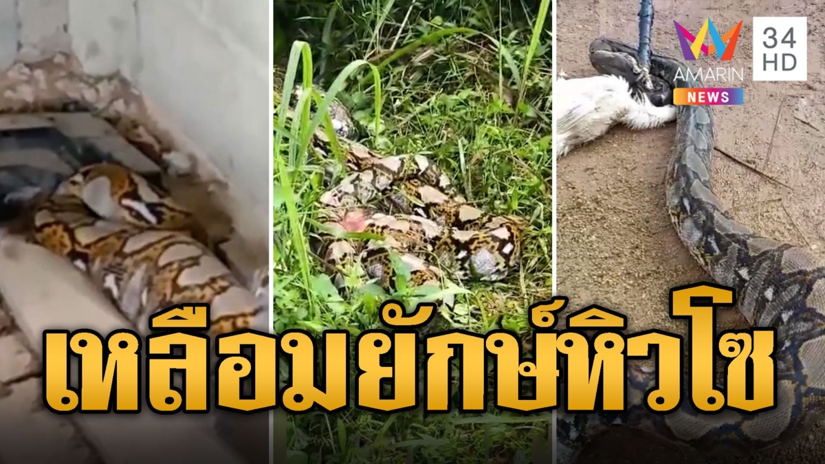 เจ้าของบ้านผงะ! เหลือมยักษ์ 5 เมตรหิวโซ บุกเขมือบไก่ในเล้า