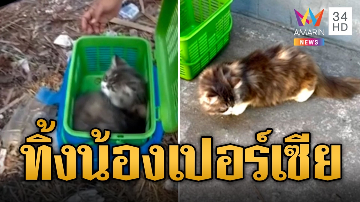 ใจดำ! ทาวแมวทรยศทิ้งแมวเปอร์เซียกองขยะ ลุงป้าไปเจอฉะใจบาปเร่หาบ้านใหม่