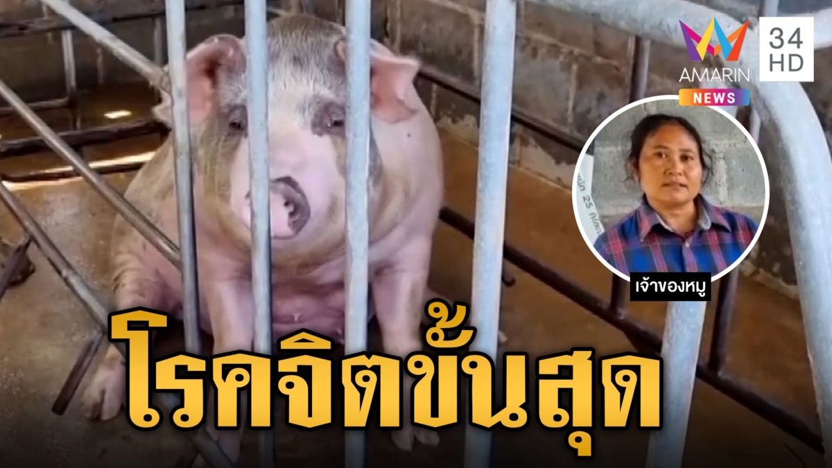 หนุ่มย่องทำเรื่องช็อกกับหมูท้องแก่ ชาวบ้านผวาครั้งหน้าอาจไม่ใช่หมู