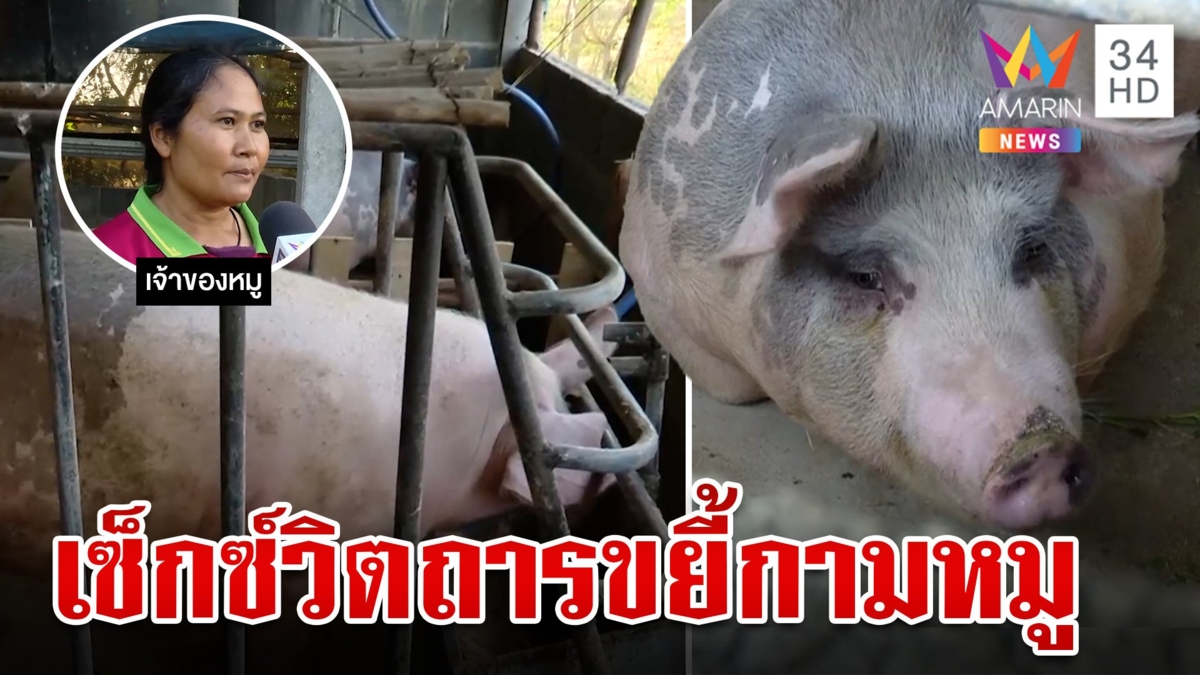 ล่าไอ้หื่นขืนใจแม่หมูใกล้คลอด ชายต้องสงสัยโอดเรื่องอะไรก็โบ้ยผม