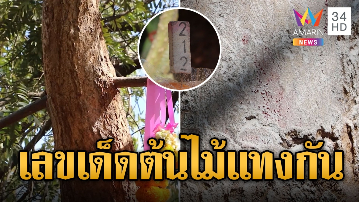 ส่องเลขเด็ด กิ่งต้นขี้เหล็กแทงทะลุต้นพะยูง