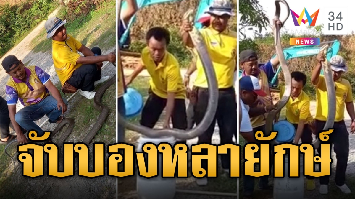 ชาวบ้านผวา บองหลายักษ์ 4 เมตรโผล่กลางบ้าน