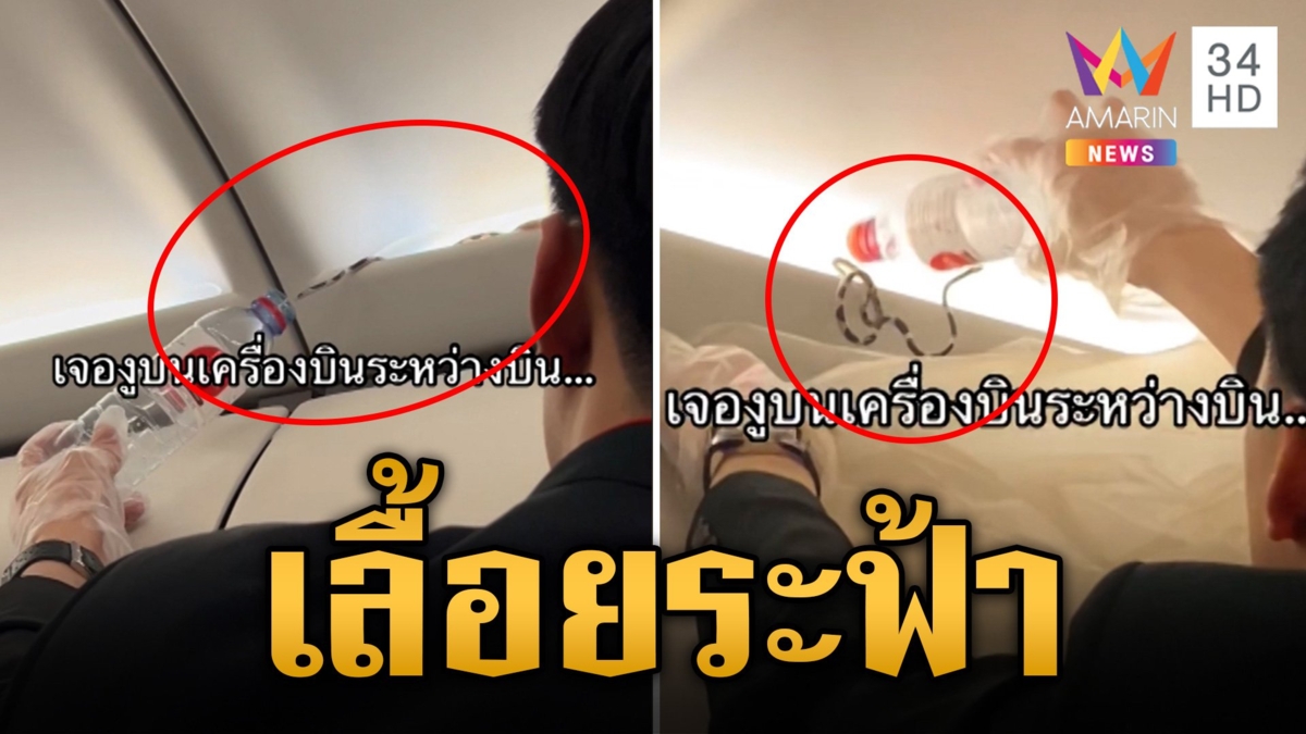 เที่ยวบินระทึก ลูกงูโผล่บนเครื่อง ชาวเน็ตแซว ตัวลูกอยู่นี่ ตัวแม่อยู่ไหน?