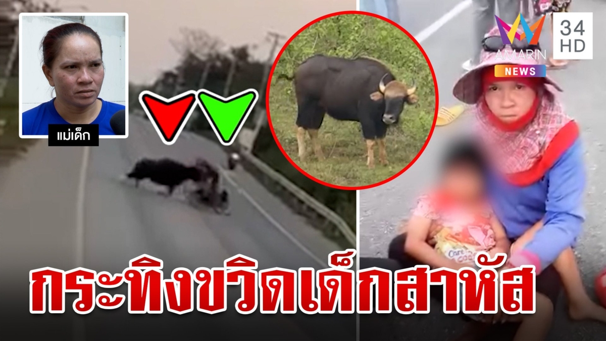 กระทิงเขาแผงม้าขวิดรถแม่ลูกลาก 7 ขวบเข้าป่า อุทยานฯ รุดทำรั้วป้องกันเกิดซ้ำ