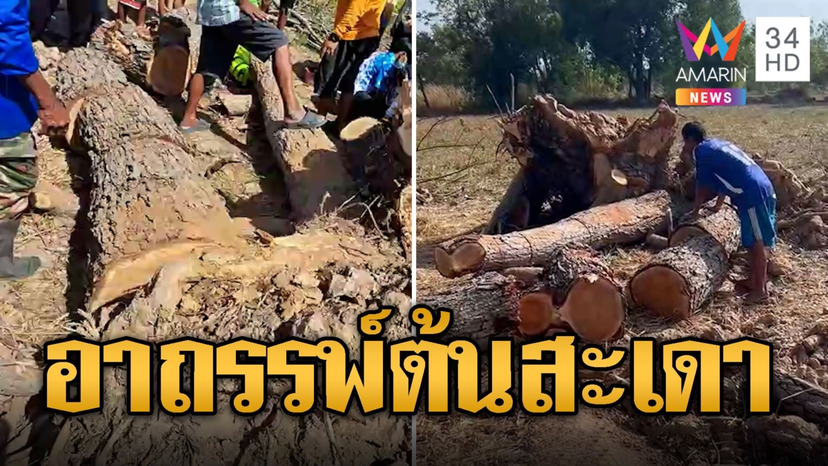 ต้นไม้อาถรรพ์! ผู้ใหญ่บ้านตัดต้นสะเดายักษ์ 50 ปี โดนล้มทับตายอนาถกลางนา