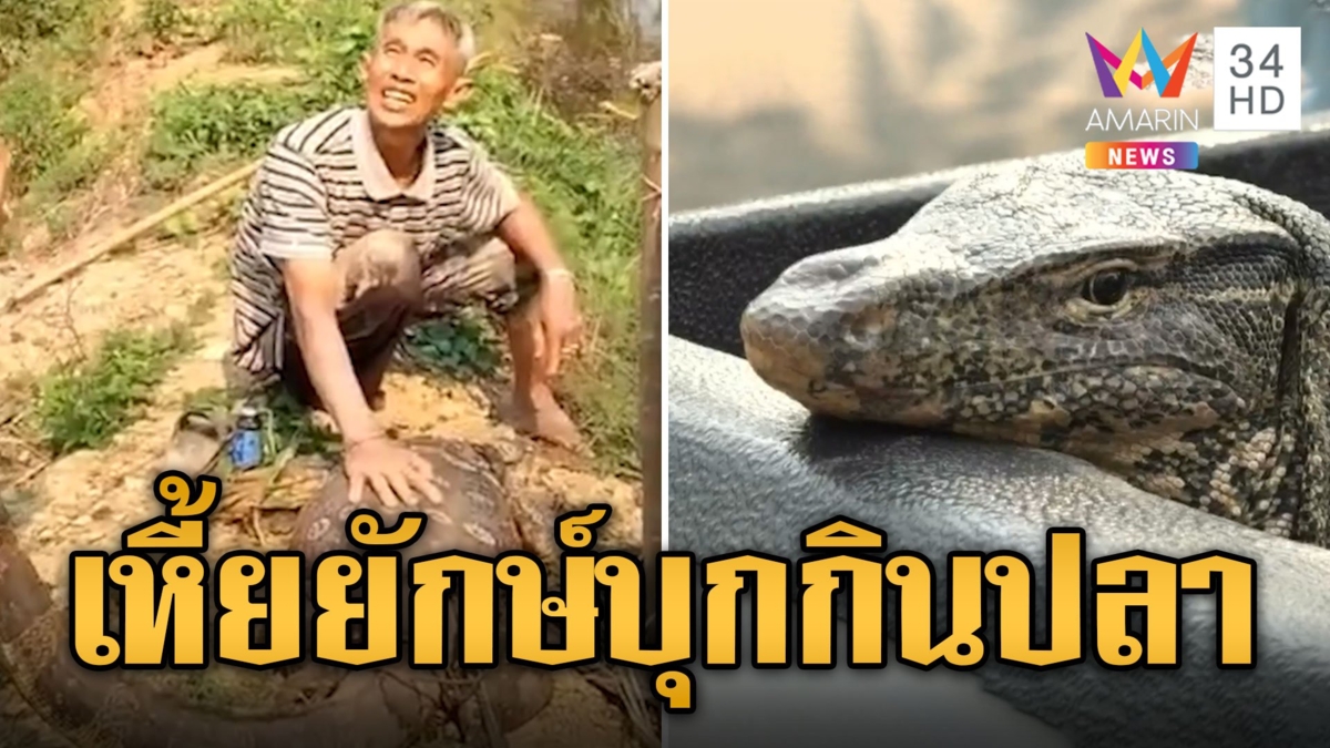 ผงะ! ตัวเหี้ยยักษ์ 70 กก. บุกกินปลากลางบ่อจนพุงป่อง
