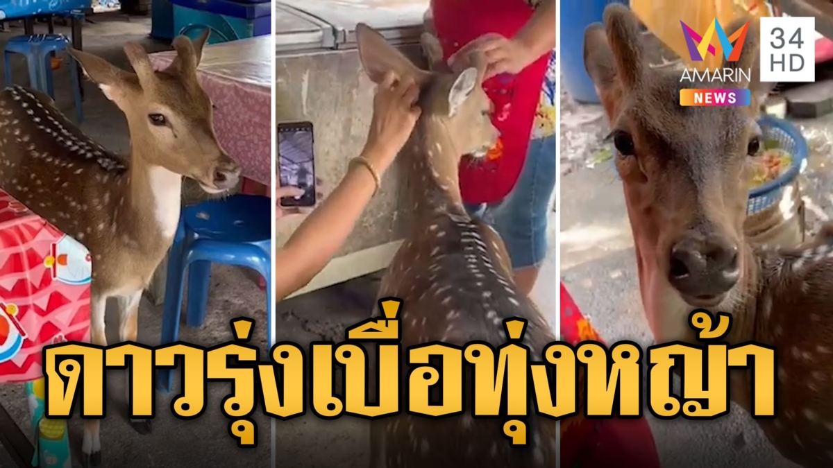 แชร์สนั่น ป๋องแป๋ง ดาวรุ่งเขาเขียว เบื่อทุ่งหญ้าออกมาอยู่ร้านชำ