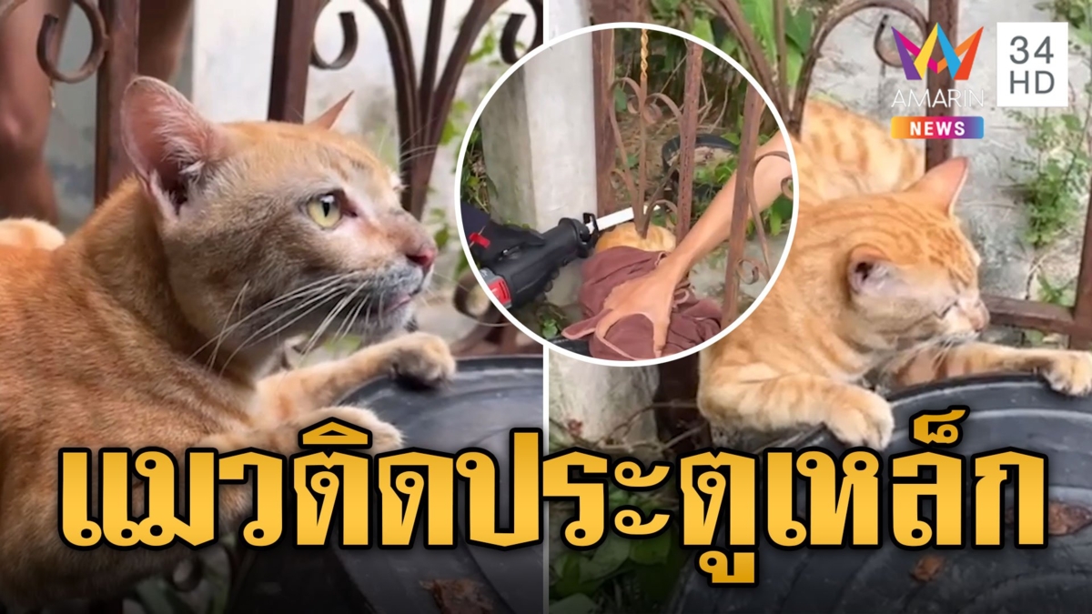 กู้ภัยเร่งช่วยเจ้าเหมียวซนจนได้เรื่อง ติดประตูเหล็กนาน 2 ชม.