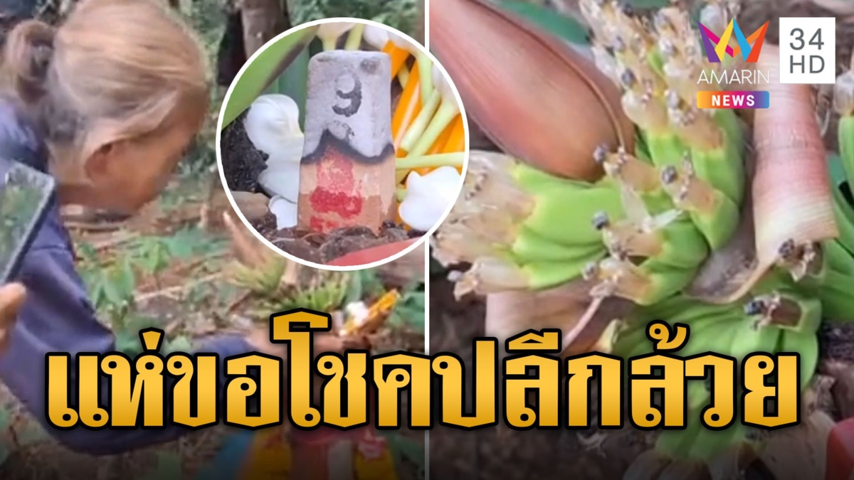 นึกว่าตาย ต้นกล้วยตาย มีปลีโผล่ออกมากลางลำ