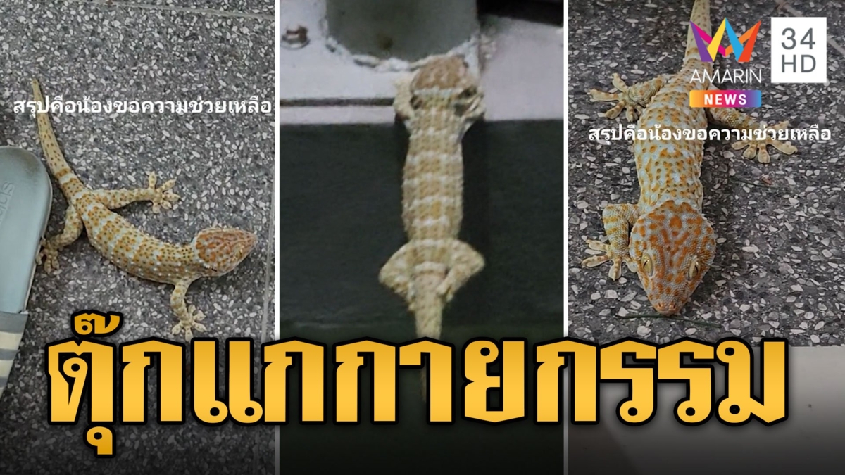 ตุ๊กแกโชว์กายกรรม ห้อยตัวหน้าบ้านนานข้ามวัน