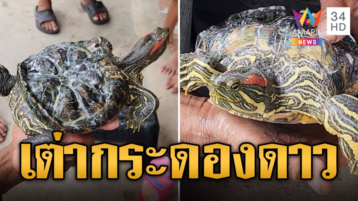 ฮือฮา เต่าแปลก กระดองยุบคล้ายดาว-แถมมีคิ้ว