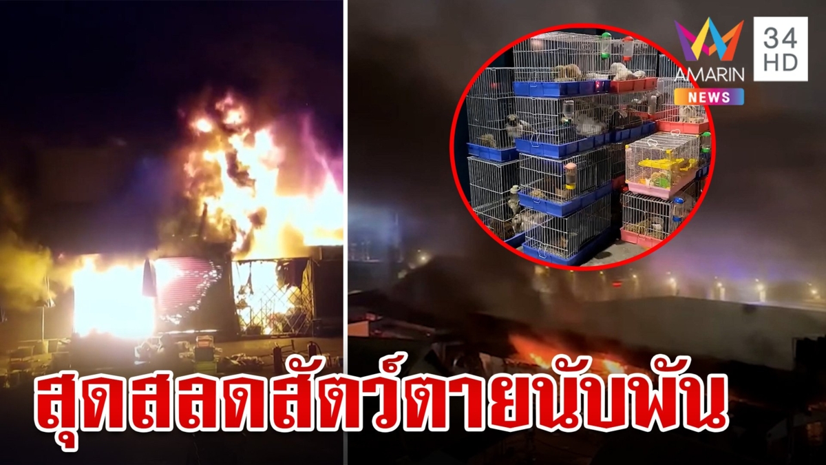 วอด 118 ร้าน ไฟไหม้ตลาดจตุจักร สุดสลดซากสัตว์นับพัน กทม.เร่งเยียวยา